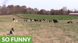 Mass gathering of farm animals walk in single file line