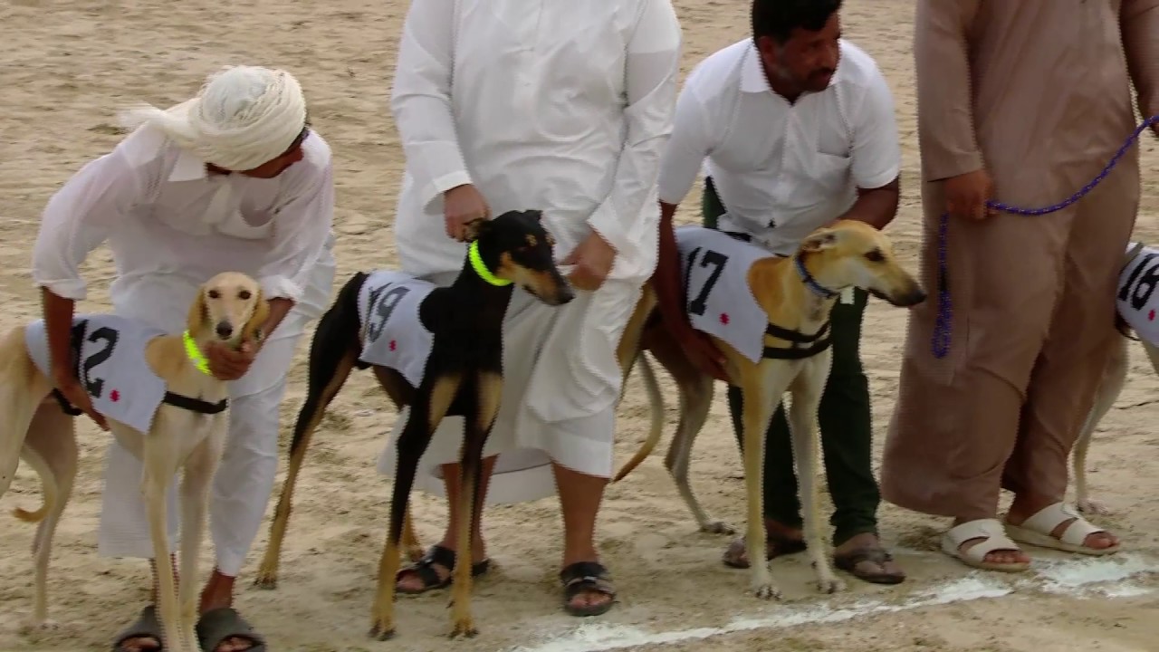 بطولة السلق 2016-2017 - الهواة