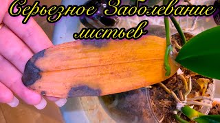 Антрокноз Жестокое Заболевание Листьев Орхидей / Как лечить грибок на орхидеях 