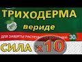 Гриб Триходерма Вериде - УСИЛИВАЕМ В 10 РАЗ. Выращивание и применение Триходермы veride...