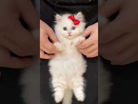 На это можно смотреть ВЕЧНО!! 😂 Смешные Кошки и Собаки! 😂😂😂 #Shorts