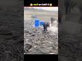fish that lives out of water?