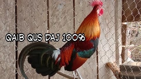 Ncig saib qaib qus 100 seej heev