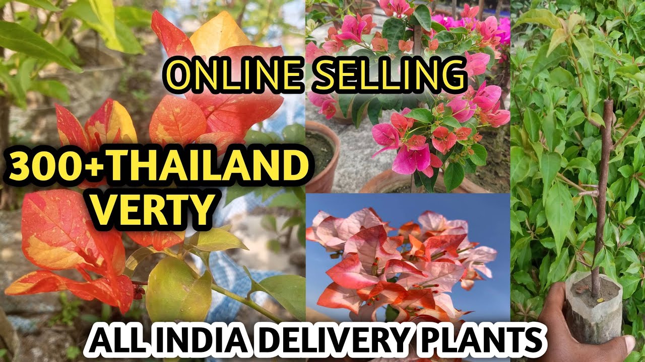 🛑300+THAILAND VERTY BUGENVELIYA🏵 🪴@gardenofKolkata 🌱 ALL INDIA HOME DELIVERY CONTACT-8336800192