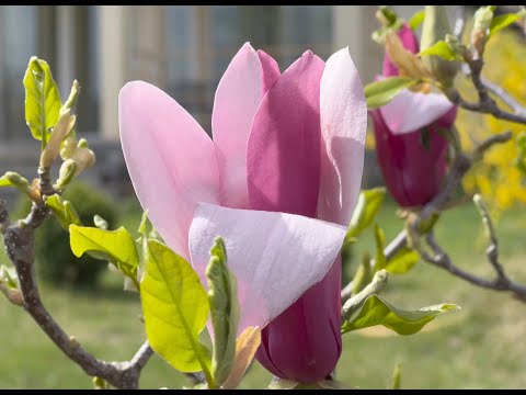 2022 წლის გაზაფხული ამონაშვილის კარმიდამოში