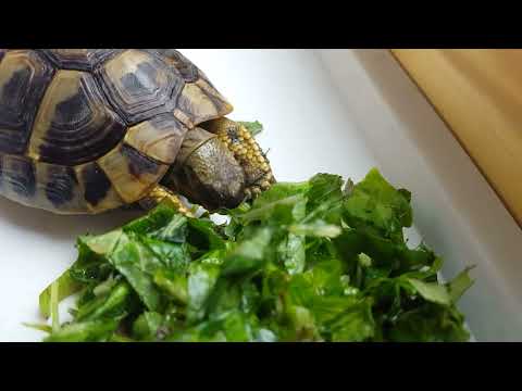 小さい頃のタル吉が草を食べる可愛い動画