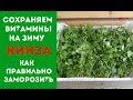 КАК ПРАВИЛЬНО ЗАМОРОЗИТЬ КИНЗУ СОХРАНЯЕМ ВИТАМИНЫ НА ЗИМУ