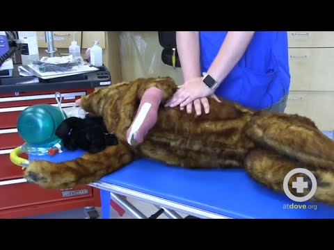 Video: Pet Scoop: pisica resuscita de pompier, ghidul de câine antrenat pentru a rula cu proprietarul orb