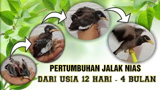 PERTUMBUHAN JALAK NIAS DARI LOLOHAN SAMPAI DEWASA