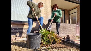 Download Lagu Buurtbewoners roven tuinen leeg in Bloemenbuurt in Didam MP3