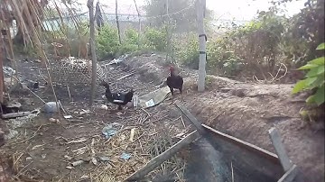 Qaib thiab Os sib ncaws tsis muaj tus yeej tus swb li