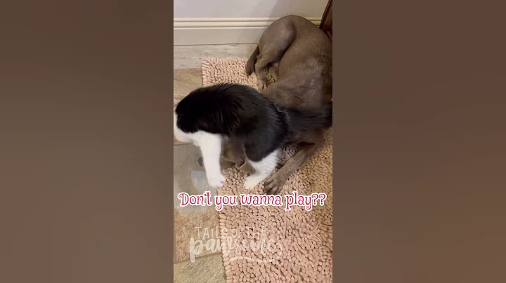 Watch the video about Maine Coon Kitten Attacks Lab #playtime #cutecat