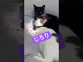 保護中の猫さんたちはとっても仲良し
