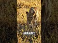 “What happens when a lion hasn’t eaten in 3 days? 😱🦁 The answer will shock you.”#shorts #lion