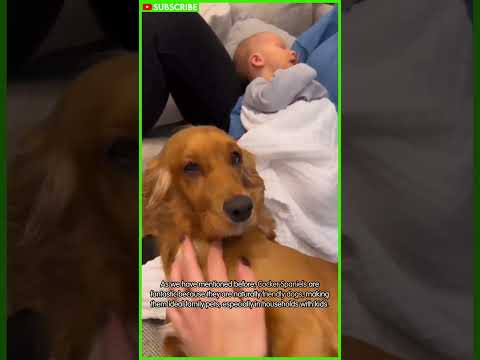 Videó: A golden retrieverek osteosarcomát kapnak?