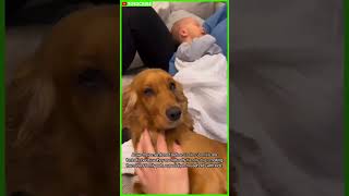 Why English Er Spaniels Are The Best Dog Breeds