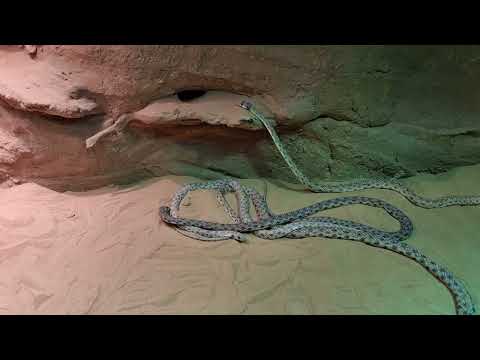 False cobras