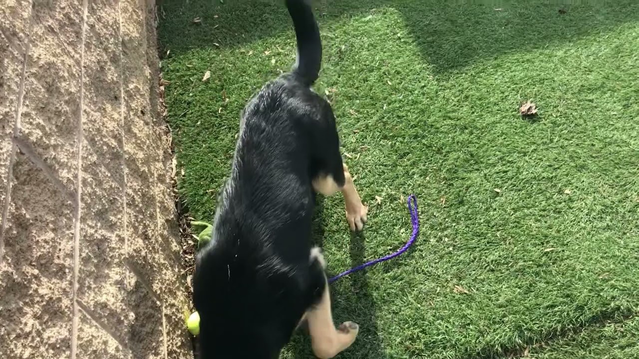 10-month-old male black Lab meeting a young GSD