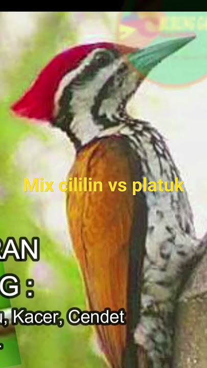 cililin vs platuk #cililin #platuk #masteranburung