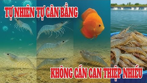 Giả Thuyết Ban Đầu: Tự Nhiên Tự Cân Bằng – Không Cần Can Thiệp Nhiều | Cá Dĩa và Tôm