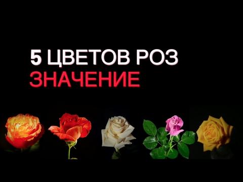 Значение цвета. Что означают цвета роз? | 5 цветов розы и значения!