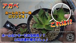 【アガベ】ロマン溢れるホームセンターのアガベ！お宝発見！？ & ちょっとホームセンターでのイベント情報も【Agave】【ユーフォルビア】【園芸】