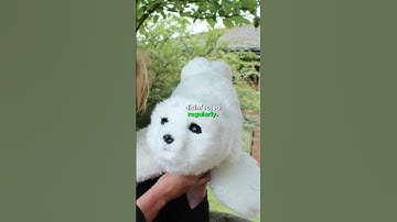 Surprising facts on Paro robots #paro #ai #robot #shorts #video #viral #trending #foryou #usa #fyp