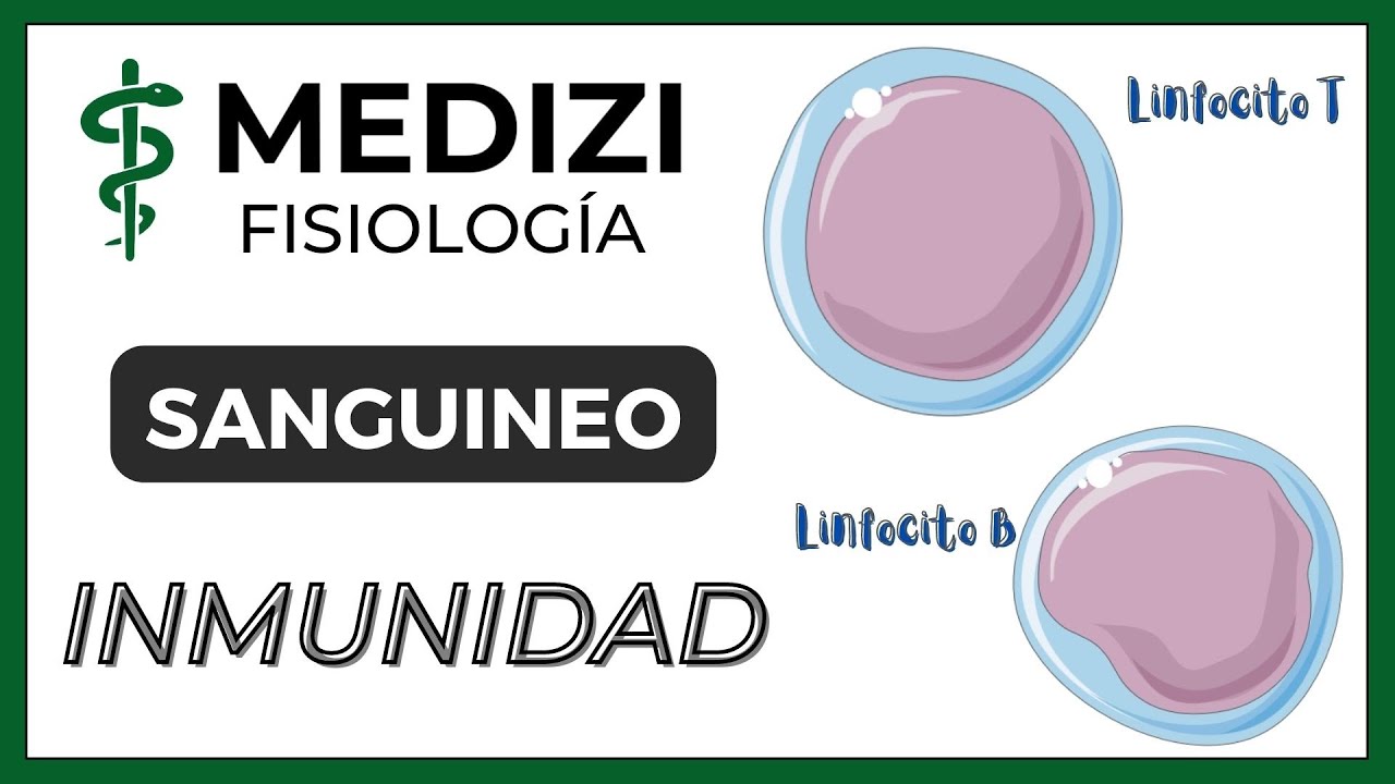 Clase 34 Fisiología Sanguínea - Inmunidad (Linfocitos T y B) (IG:@doctor.paiva)