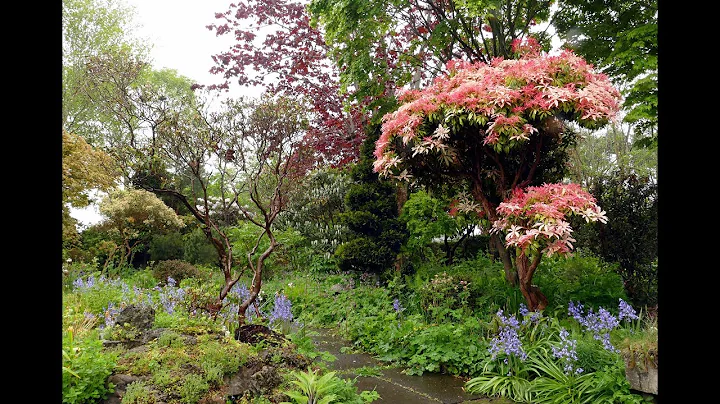 Bulb Log Video Diary  Garden walk featuring foliage. - DayDayNews