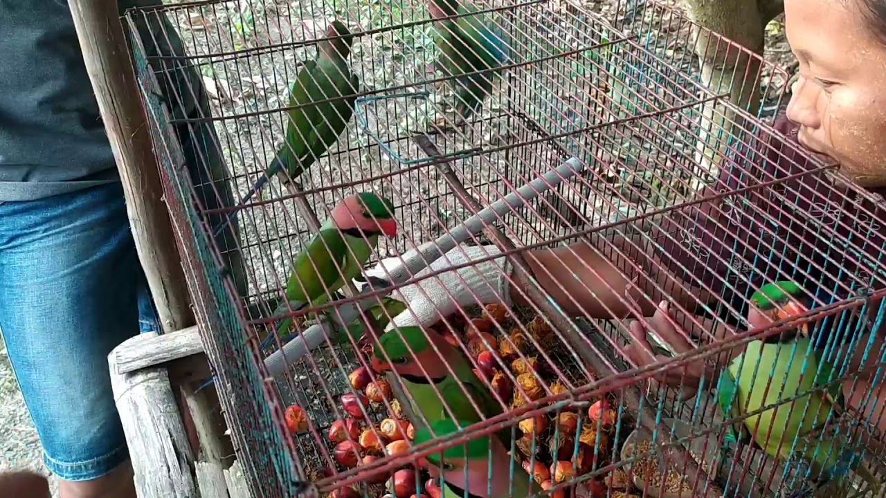 SURVEY BURUNG BETET DAN PLECI UNTUK KANDANG AVIARY