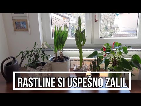 Video: Samodejno zalivanje sobnih rastlin – izdelava notranjega sistema za zalivanje