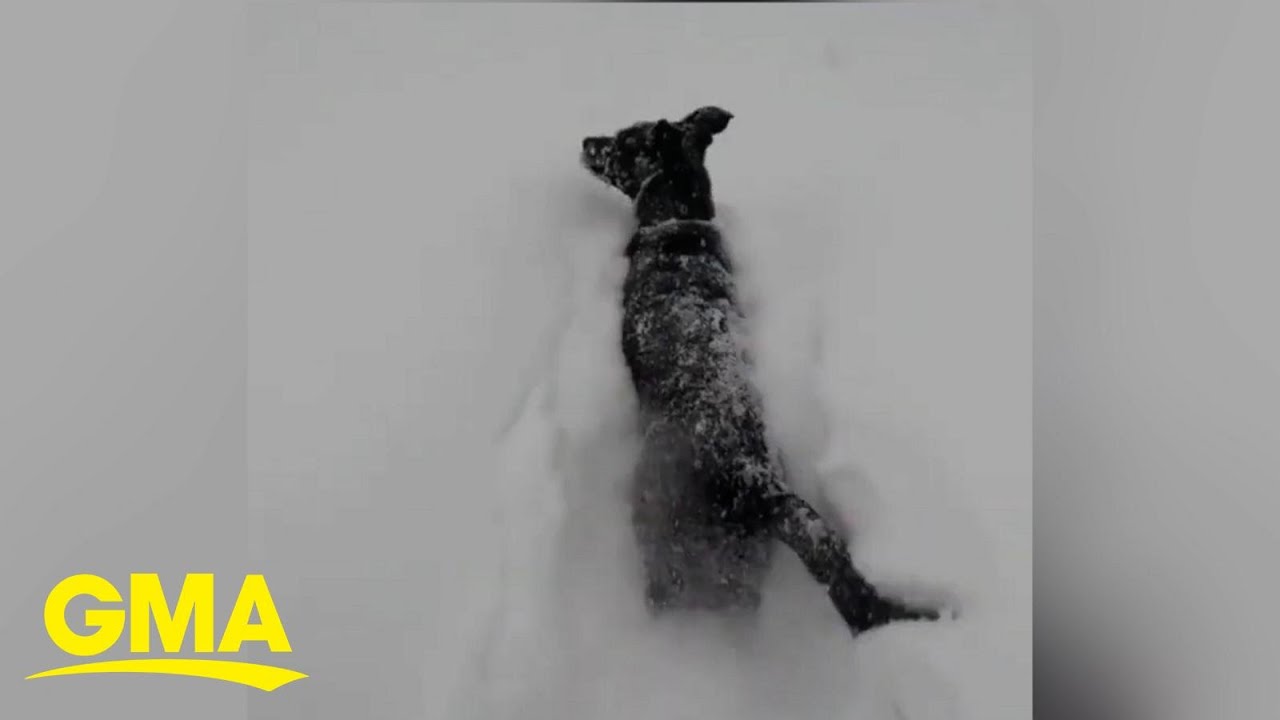 We Can Watch These Dogs Play In The Snow All Day L Gma Youtube We Can Watch These Dogs Play In The Snow All Day L Gma Youtube