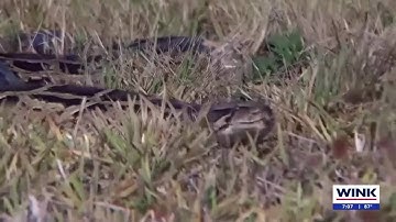 Florida Python Challenge accounts for 743 Burmese pythons removed since 2020