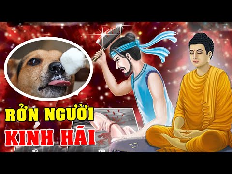 Video: Làm thế nào để biết nếu Pomeranian của bạn là mang thai?