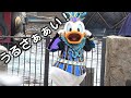 【フェスミス】うるさーい！ドナの投げチューをぶん投げるセイレーン。ザンビ前‐TDS2019年9月21日1ステ‐【ネタ動画】