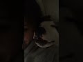 Pit bulls are the best #doglife