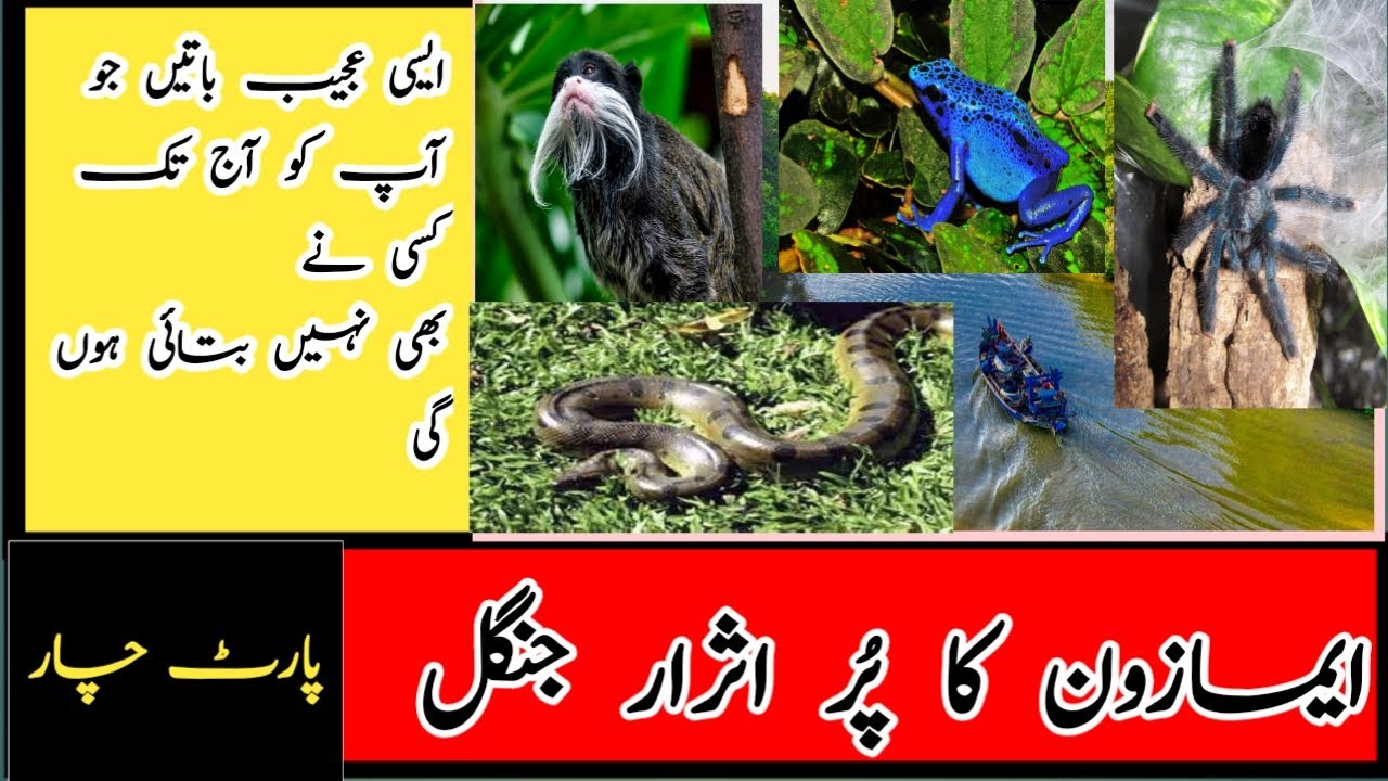amazon forest | Amazon Rainforest part 4 | informative mujtaba