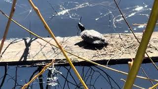 Turtle on a log