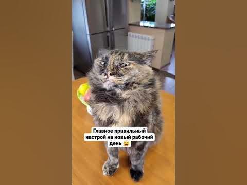 Главное правильный настрой | Подозрительный кот - YouTube