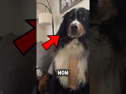 Dogs Do Understand What We Re Saying