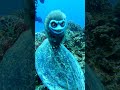 Rare Sea Creature Spotted | Hairy Sea Demon | Scuba Diving | Kerama Islands | Okinawa, Japan