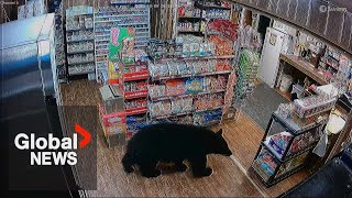 Bear walks into BC convenience store, steals bag of gummies: 'He had a sweet tooth'
