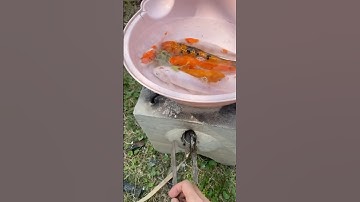 Bắt cá trắng cá cam cá koi đủ màu cho má nấu canh chua #shortvideo