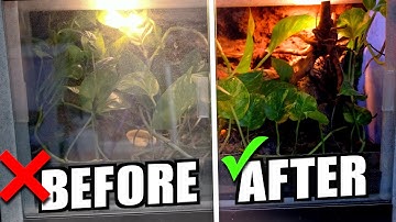 Are You Properly Cleaning Your Reptile Tanks?