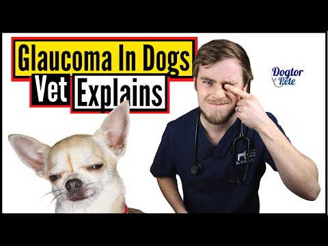 How To Stop Your Poor Dog Suffering From Glaucoma? | Vet Explains