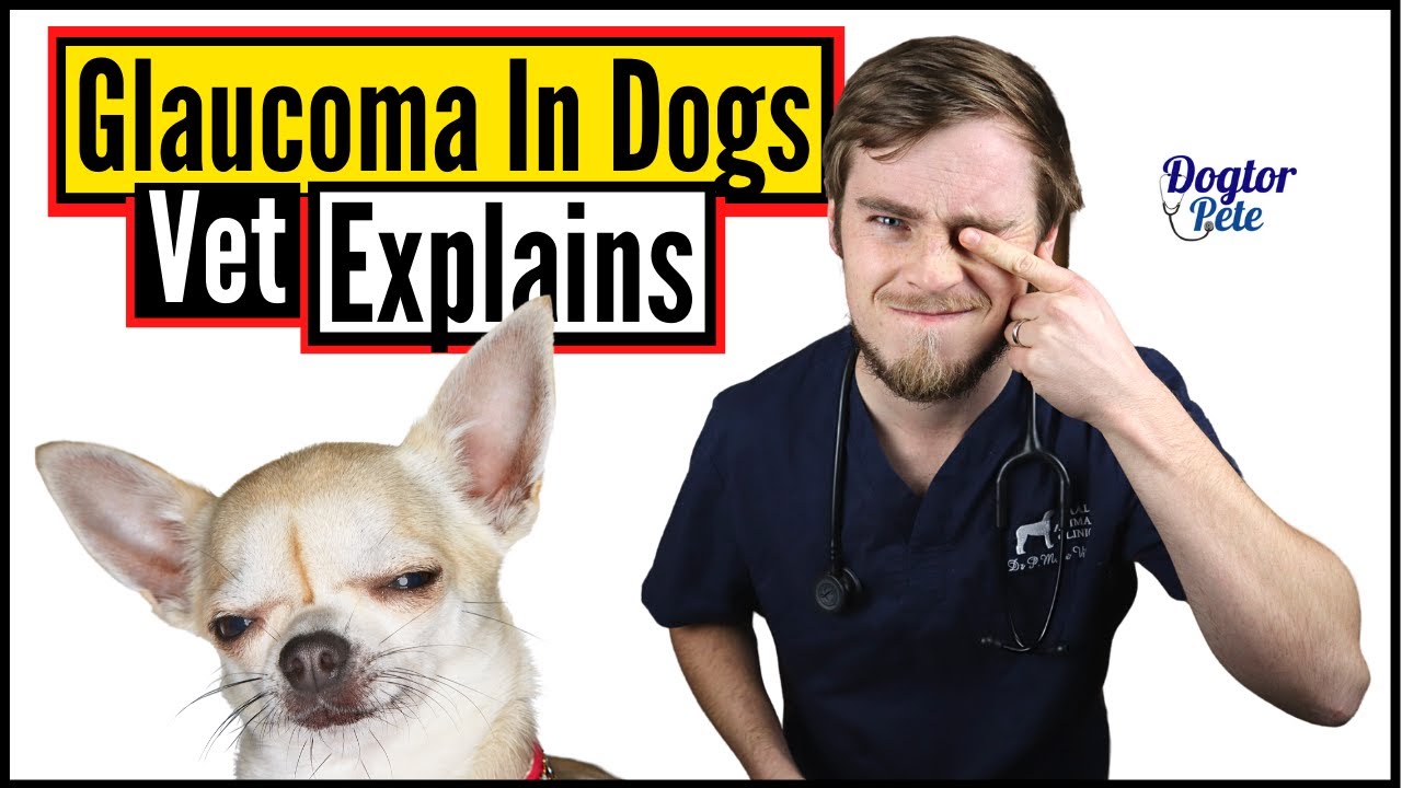 How To Stop Your Poor Dog Suffering From Glaucoma? | Vet Explains