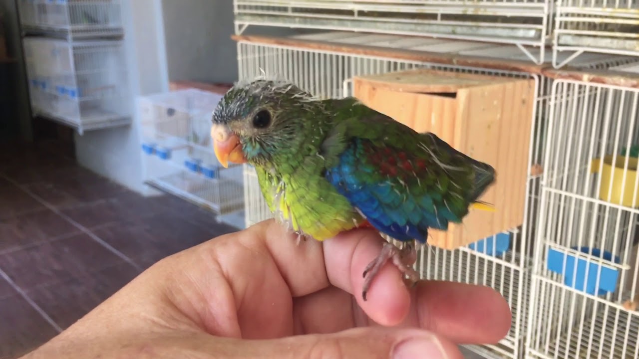 Periquito Tourquasine - Neophema pulchella.