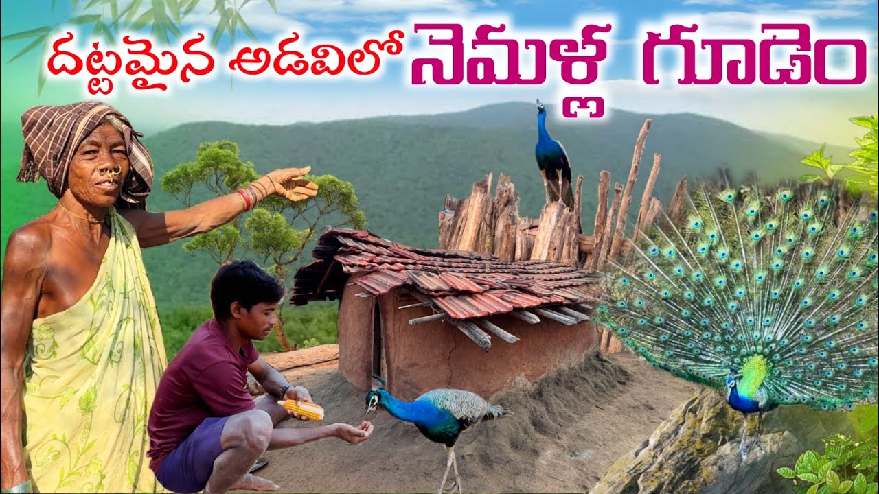 Peacock Village in Forest : నెమళ్ళలోయ - ఈ గిరిజన గ్రామానికి అతిధులు ~ అడవి నెమళ్ళు @TribalMirror