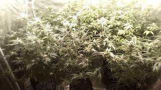 My beginner grow 2×4 flower week 4