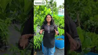 Exotic Jackfruit Plants Collection at Green Hut Eco Farm Trivandrum